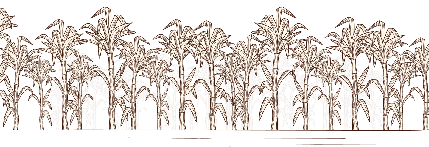 Sugarcane Image